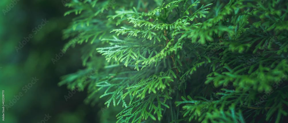 Cypress Essential Oil by Nature's Fusions - 15ml - Image 5