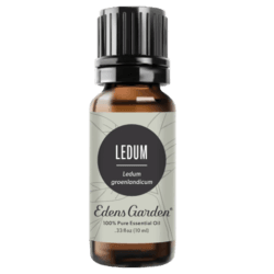 Ledum Essential Oil by Edens Garden - 10ml