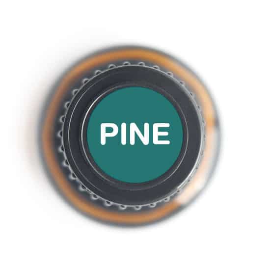 Pine Essential Oil by Nature's Fusions - 15ml - Image 4