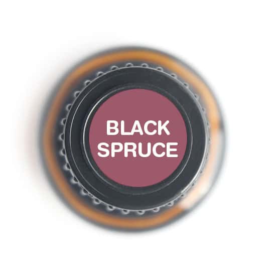 Spruce Black Essential Oil by Nature's Fusions - 15ml - Image 4